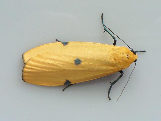 Lithosia quadra Four spotted Footman Moth Images