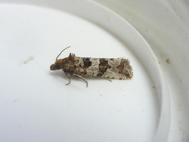 Lobesia littoralis Shore Doubtful Marble Moth Images Lepidoptera