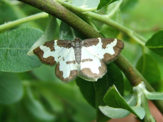 Lomaspilis marginata Clouded Border Moth