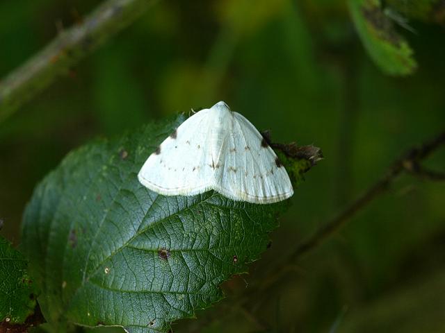 Lomographa bimaculata White Pinion Spotted Moth