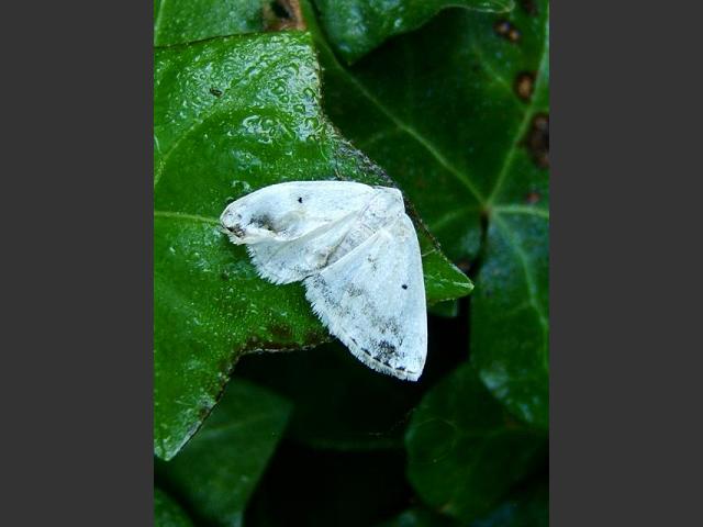 Lomographa temerata Clouded Silver Moth