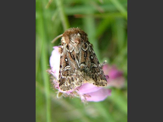 Lycophotia porphyrea True Lover's Knot Moth