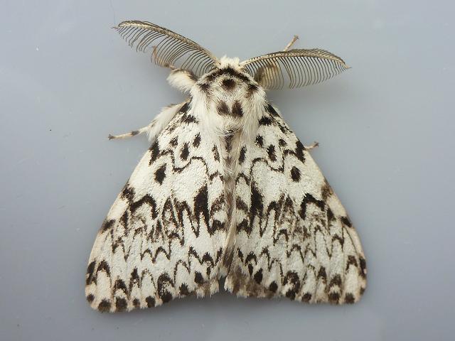 Lymantria monacha Black Arches Moth Images