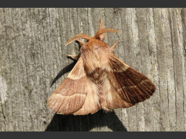 Malacosoma neustria The Lackey Moth Images