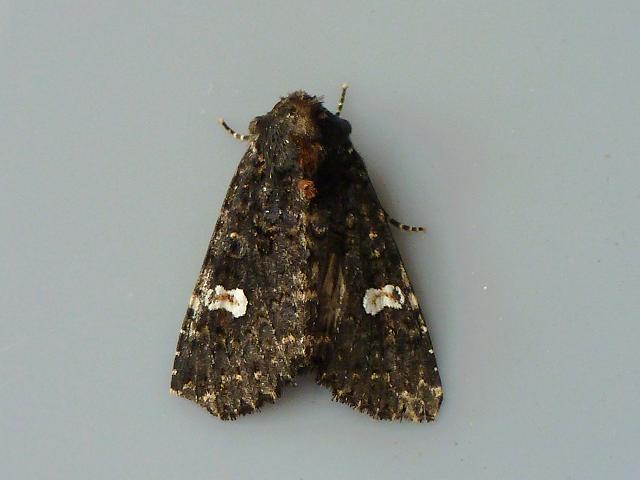 Melanchra persicariae Dot Moth