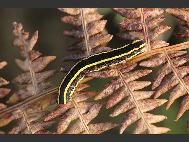 Melanchra pisi Broom Moth Images UK