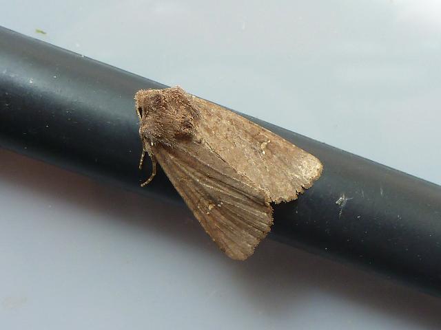 Mesapamea secalis Common Rustic Moth
