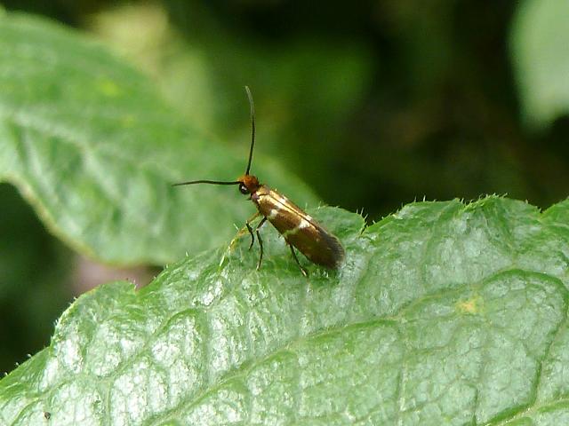 Micropterix aruncella a Micro Moth