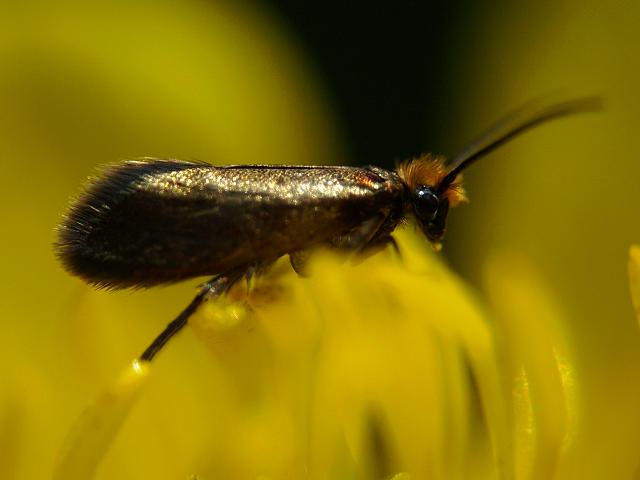 Micropterix calthella a Micro Moth
