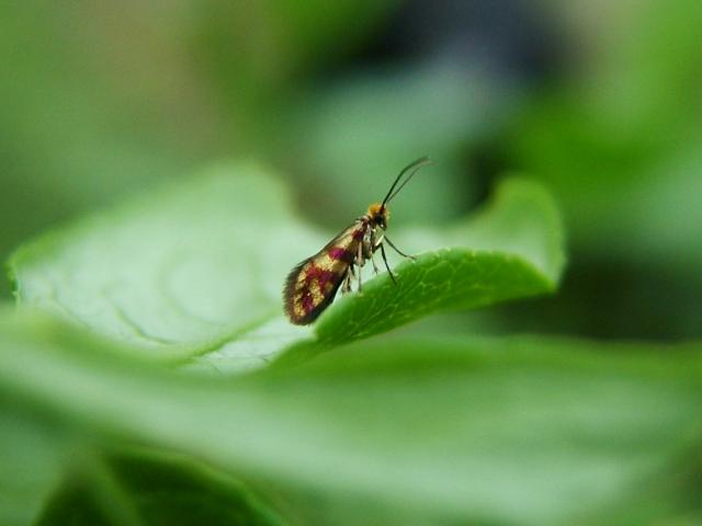 Micropterix tunbergella a Micro Moth