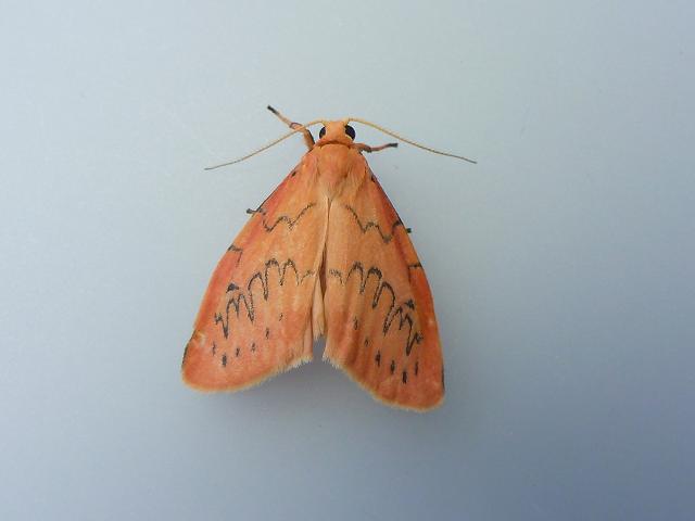 Miltochrista miniata Rosy Footman Moth Images