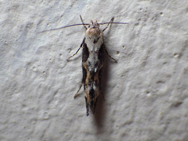 Mompha divisella Micro Moth images