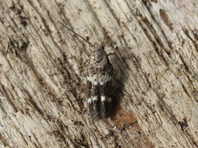 Mompha subbistrigella Micro Moth images