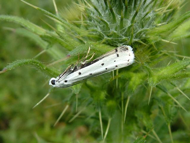 Myelois circumvoluta Thistle Ermine Moth Images