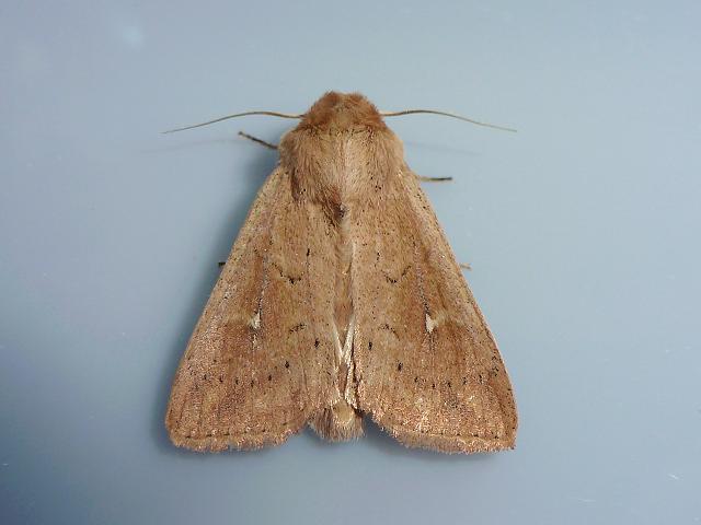 Mythimna ferrago The Clay Moth Images
