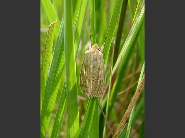Mythimna impura Smoky Wainscot moth images