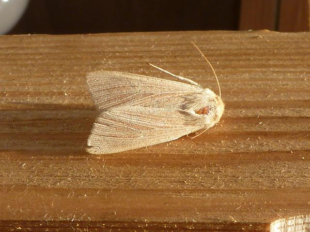 Mythimna pallens Common Wainscot moth images