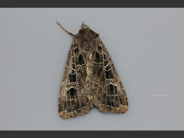 Naenia typica The Gothic Moth Images