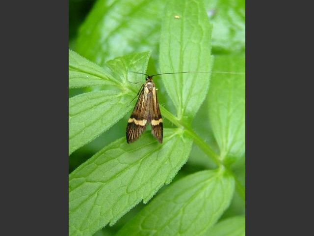 Nemophora degeerella Longhorn Moth