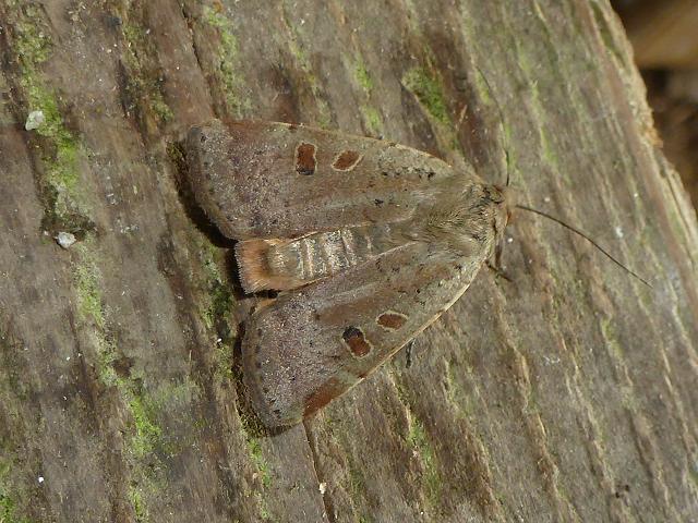 Noctua comes Lesser Yellow Underwing Moth Images