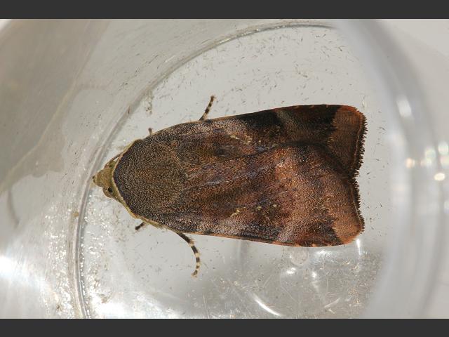 Noctua janthe Lesser Broad bordered Yellow Underwing Moth Images