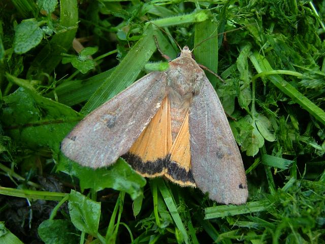 Noctua pronuba Large Yellow Underwing moth images