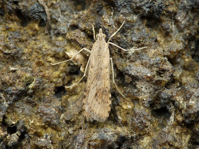 Nomophila noctuella Rush Veneer Moth Images