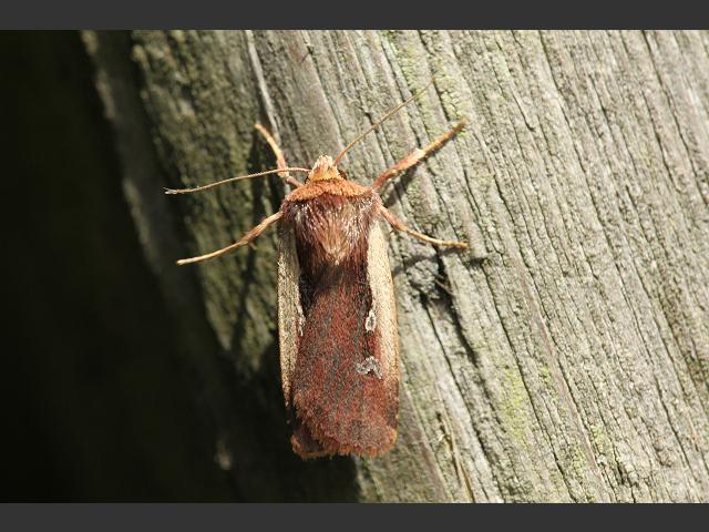 Ochropleura plecta Flame Shoulder Moth Images