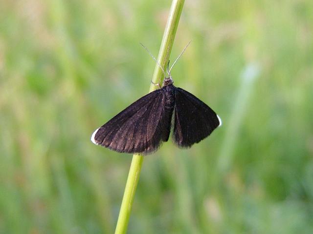 Odezia atrata Chimney Sweeper Moth images