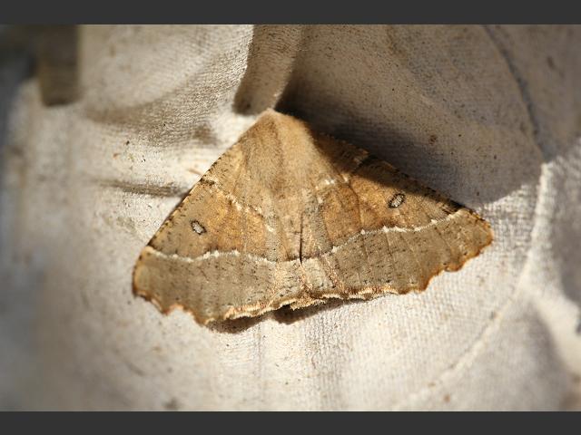 Odontopera bidentata Scalloped Hazel