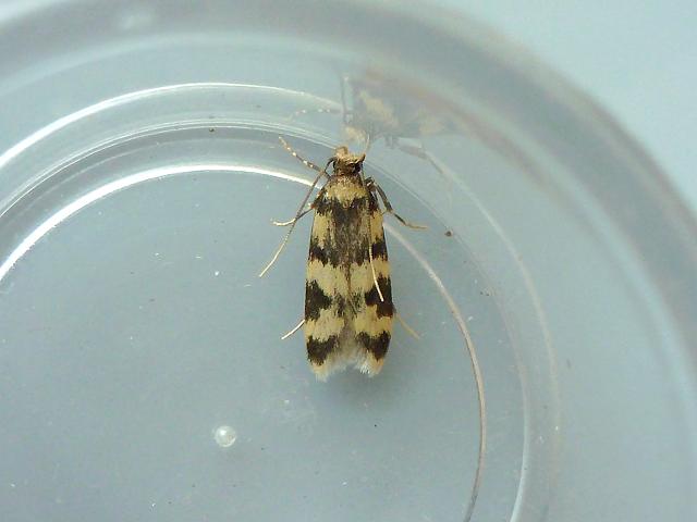 Oegoconia species Moth Images UK