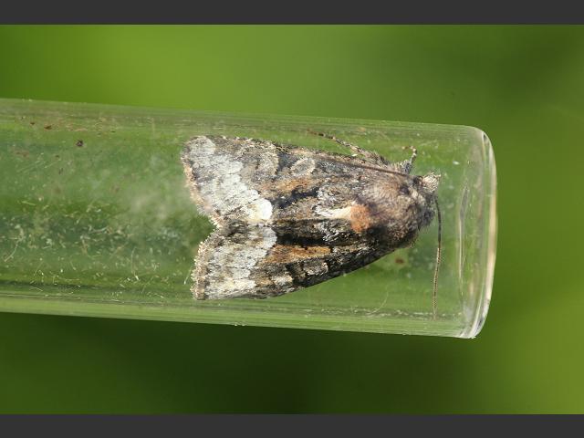 Oligia strigilis Marbled Minor