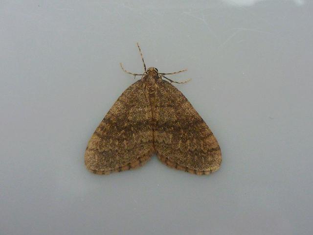 Operophtera brumata Winter Moth images