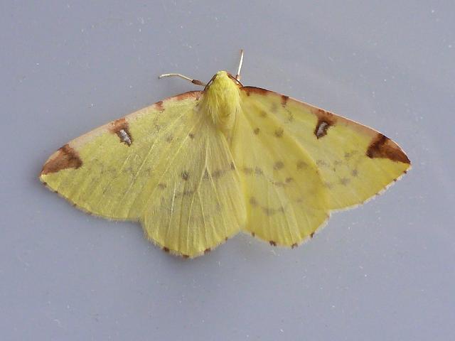 Opisthograptis luteolata Brimstone Moth