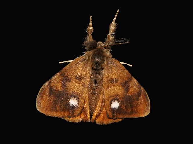 Orgyia antiqua The Vapourer Moth Images UK