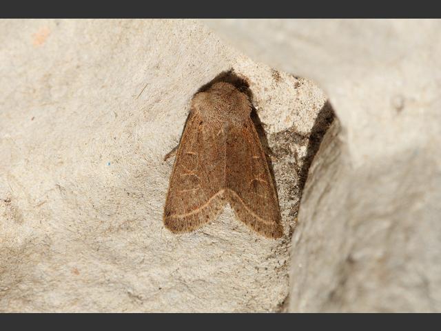 Orthosia cerasi Common Quaker