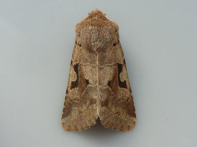 Orthosia gothica Hebrew Character moth images