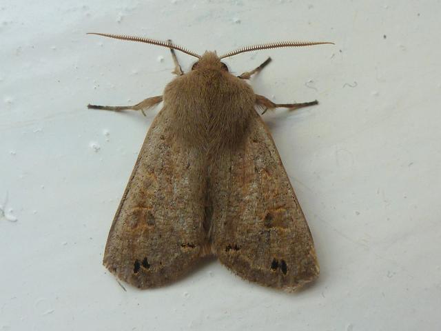 Orthosia munda Twin spotted Quaker moth images