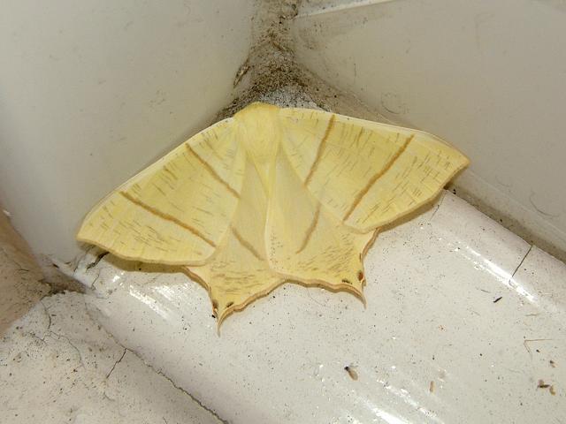 Ourapteryx sambucaria Swallow tailed Moth