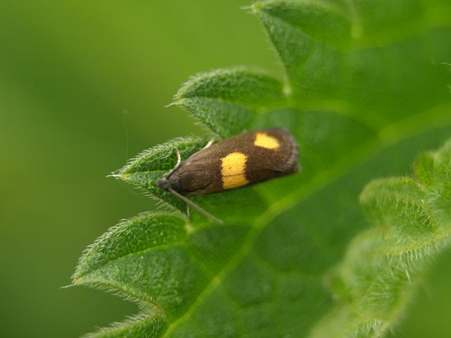 Pammene aurana Moth Images Lepidoptera