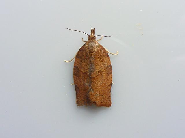 Pandemis heparana Dark Fruit tree Tortrix Moth Images