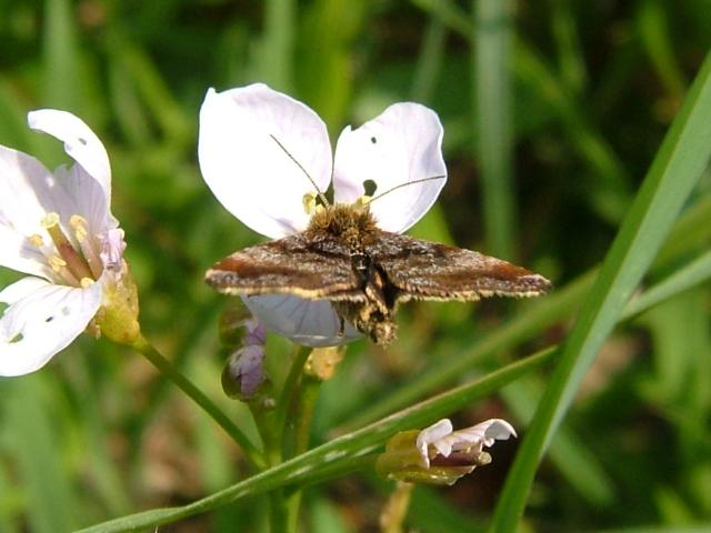 Panemeria tenebrata Small Yellow Underwing