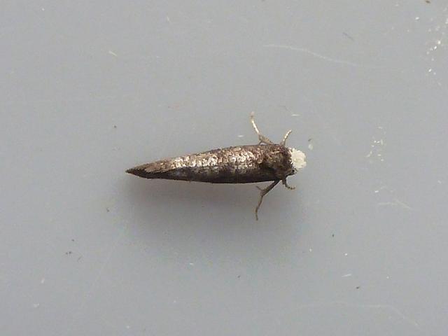 Paraswammerdamia nebulella Micro moth Images