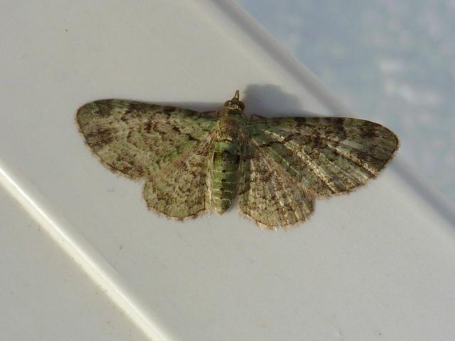Pasiphila rectangulata Green Pug Moth images