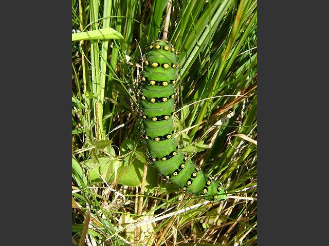 Pavonia pavonia - Emperor Moth
