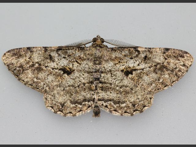 Peribatodes rhomboidaria Willow Beauty Moth images