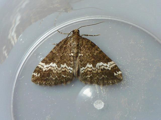 Perizoma affinitata The Rivulet Moth Images