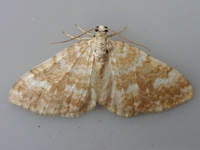 Perizoma flavofasciata Sandy Carpet Moth Images