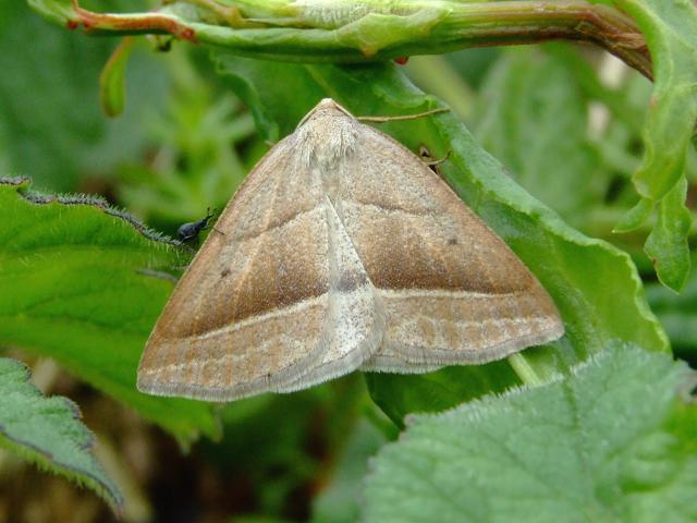 Petrophora chlorosata Brown Silver Line Moth Images