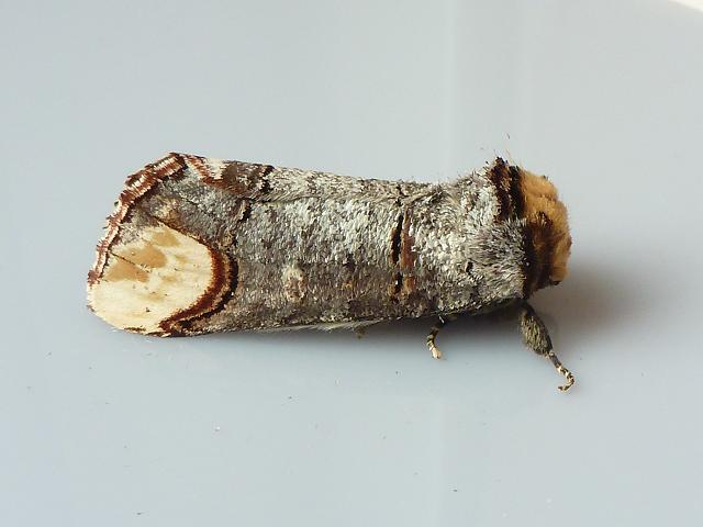 Phalera bucephala Buff Tip Moth Images